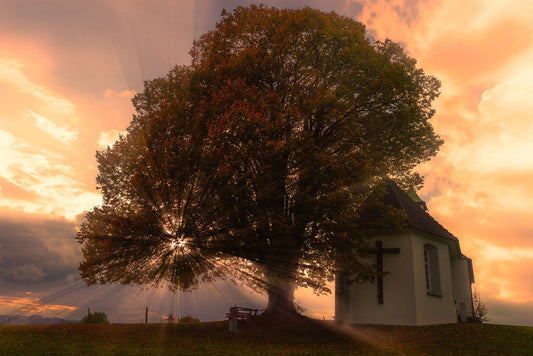 lights at dawn get through a big tree forest murals