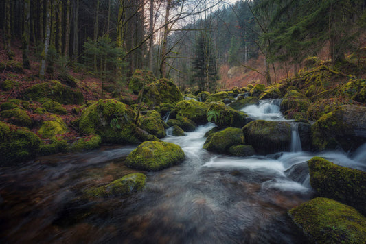 running stream in dense forest wallpaper mural