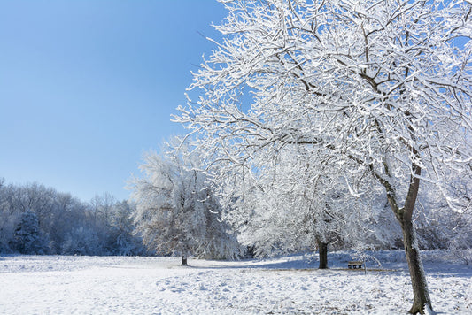 silver trees in snow wallpaper mural design