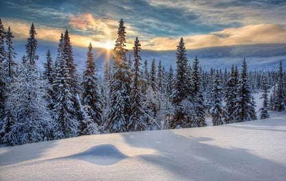 sunshine winter pine forest wall mural design art