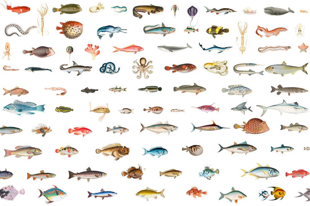 Colorful Marine Life Illustration Mural Wallpaper