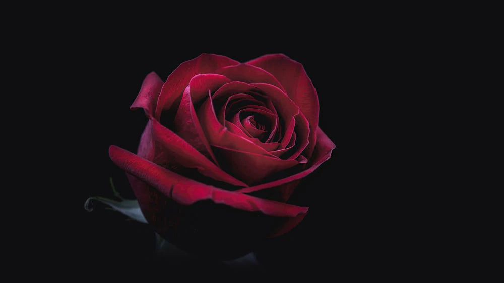 Elegant Red Rose Dark Mural Wallpaper