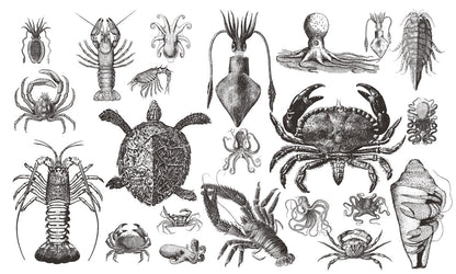 Wallpaper Mural of Ocean Animals for Home Decoration Featuring Sea Life
