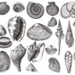 Wallpaper mural for home decoration featuring seashells and the ocean.