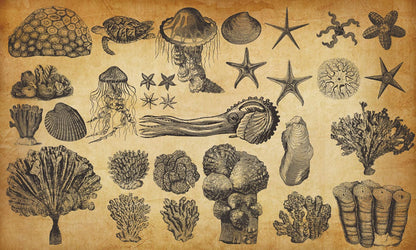 Wallpaper mural with vintage marine life for use in interior design