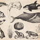Wallpaper mural with vintage sea life for use in interior design