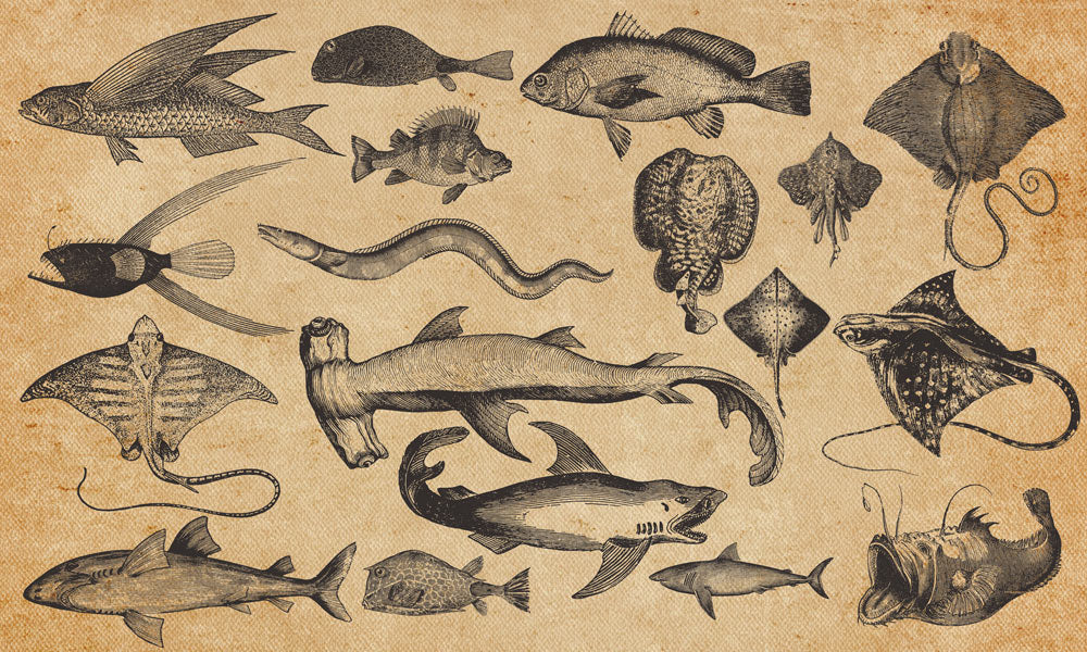 Wallpaper mural featuring a vintage scene of marine life, perfect for interior decorating