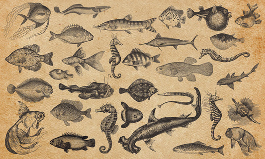 Ocean Fish Wallpaper Mural for Interior Design of Homes