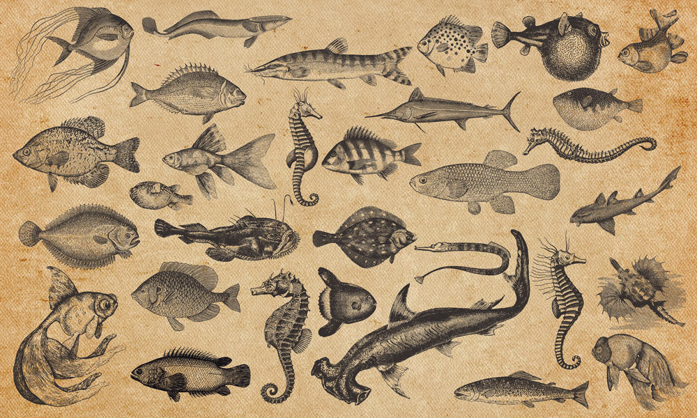Vintage Ocean Fish Illustration Mural Wallpaper