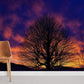 bare tree standing at dawn wallpaper for home