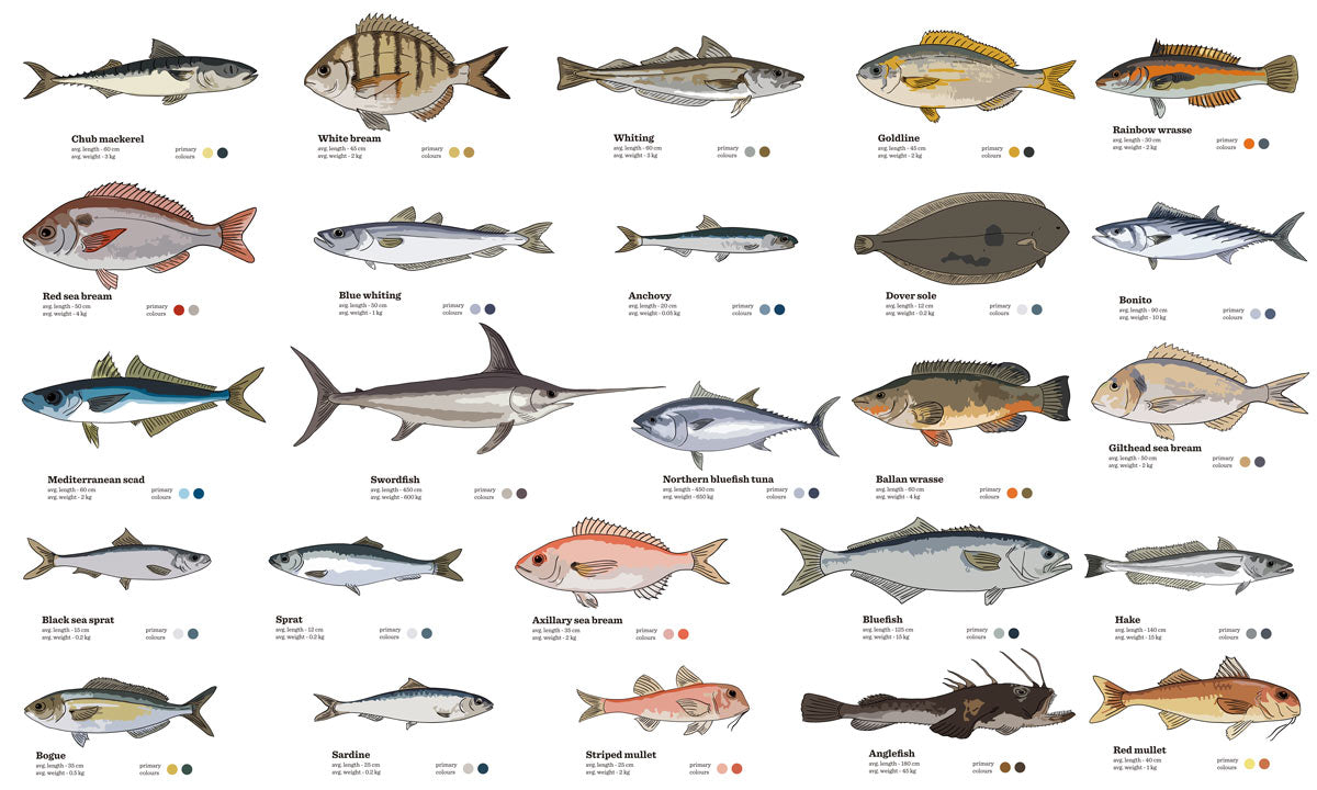 Oceanic Fish Illustration Mural Wallpaper