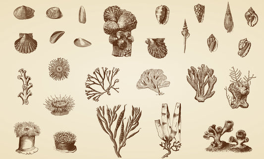 Home Decoration Featuring a Wallpaper Mural of a Coral Ocean Scene