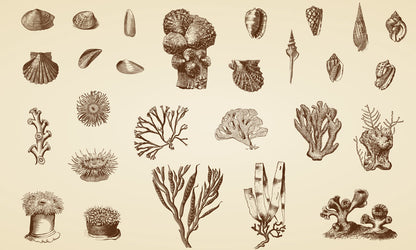 Home Decoration Featuring a Wallpaper Mural of a Coral Ocean Scene
