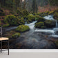 natural stream in forest wall murals for home