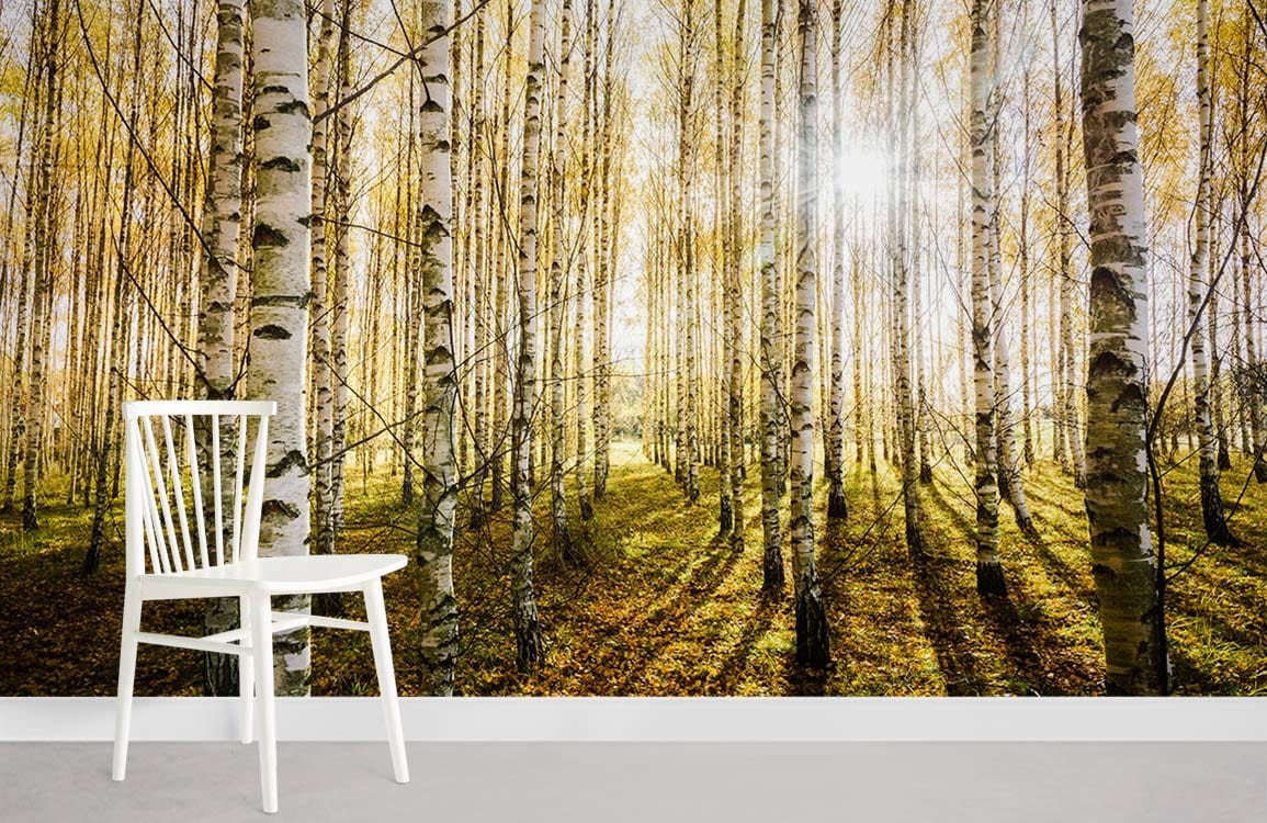 birches forest and sunshine custom wallpaper for home