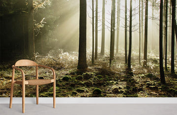 Sunlit Forest Scenery Wall Mural