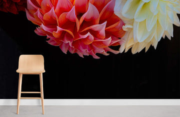 Vibrant Dahlia Floral Wall Mural