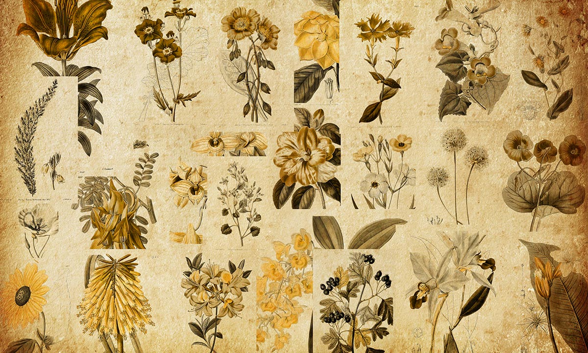 Phytology Flower Wall Mural Wallpaper for Home Decoration