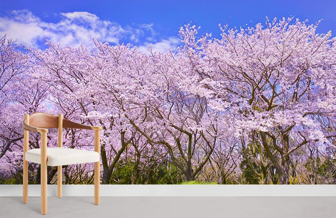 sakura garden in big sunny day wallpaper for home