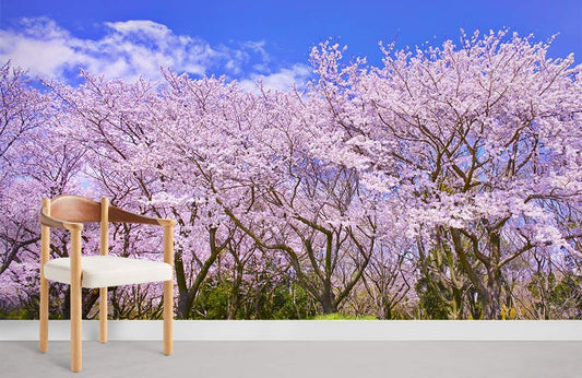 sakura garden in big sunny day wallpaper for home