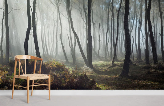 forest at morning with light fog wall murals for home