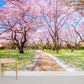 blooming sakura garden with fallen flowers on path wallpaper mural