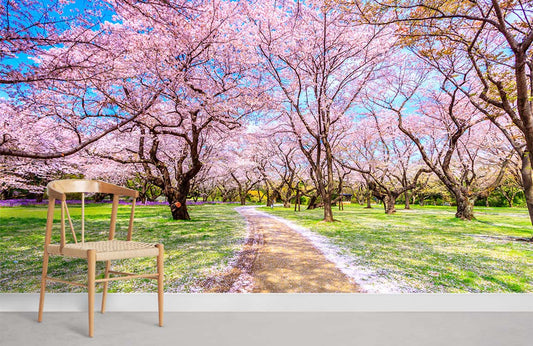 blooming sakura garden with fallen flowers on path wallpaper mural