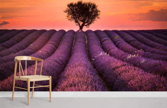 a large field of lavander wallpaper for home