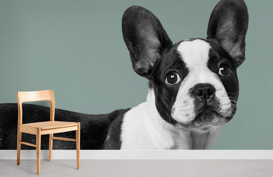 A wallpaper mural of a Boston bulldog for your house