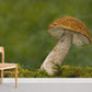 cute mushroom grow in forest wallpaper for rome