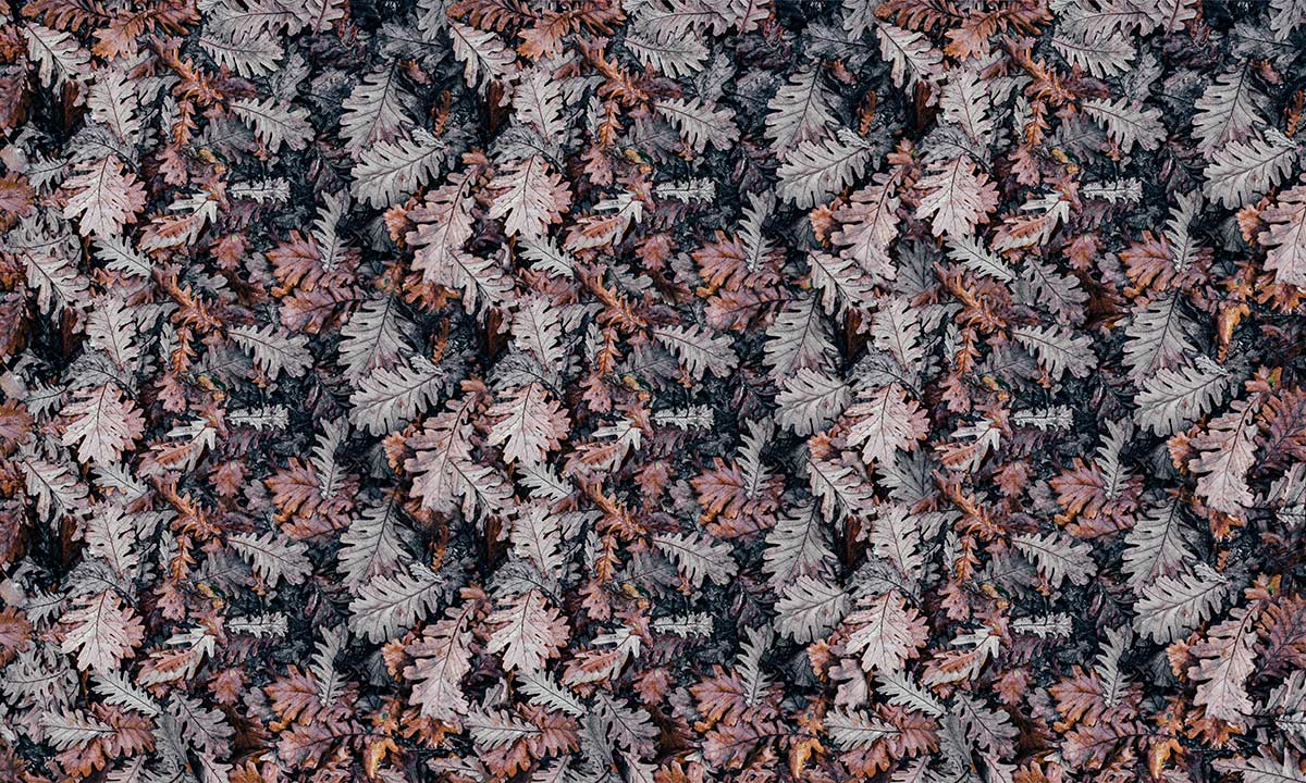 Papier Peint Panoramique Feuilles Séchées