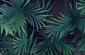 Home Decoration Featuring a Palm Leaf Wallpaper Mural