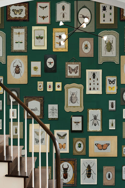 Vintage Entomology Framed Illustrations Mural Wallpaper in hallway
