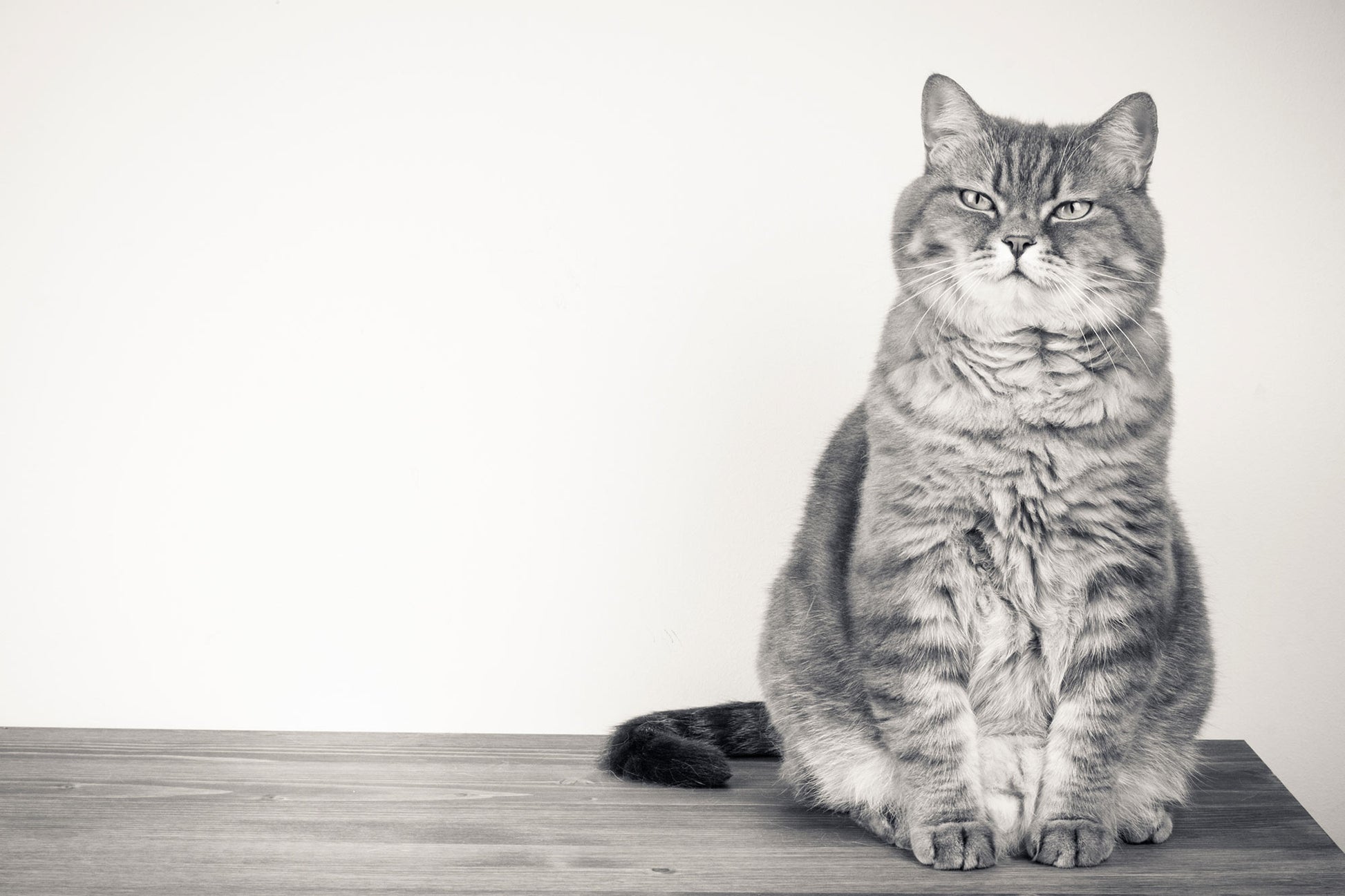 Cute Fat Cat wallpaper animal home decor