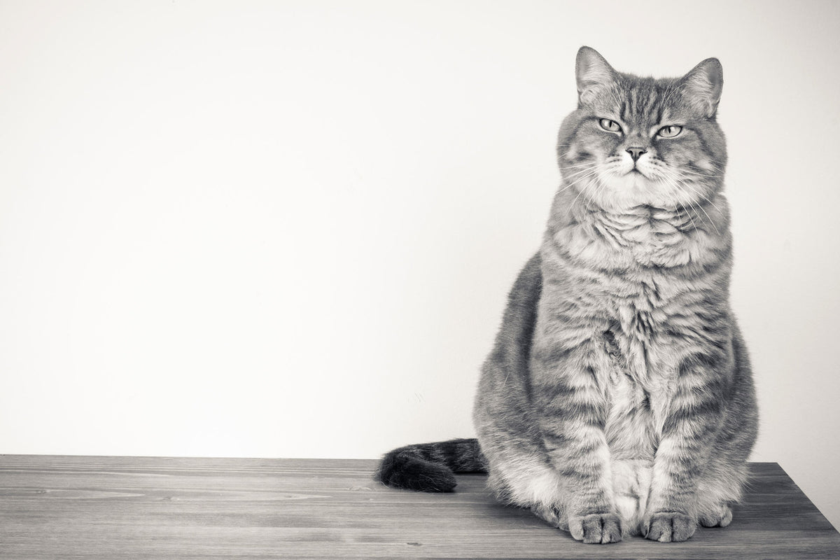 Sophisticated Feline Black White Mural Wallpaper