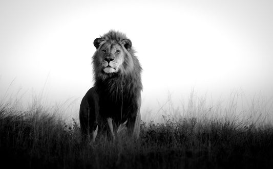 Mighty Lion animal wallpaper home decor