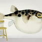 Fat Belly Fish Mural Wallpaper For Room