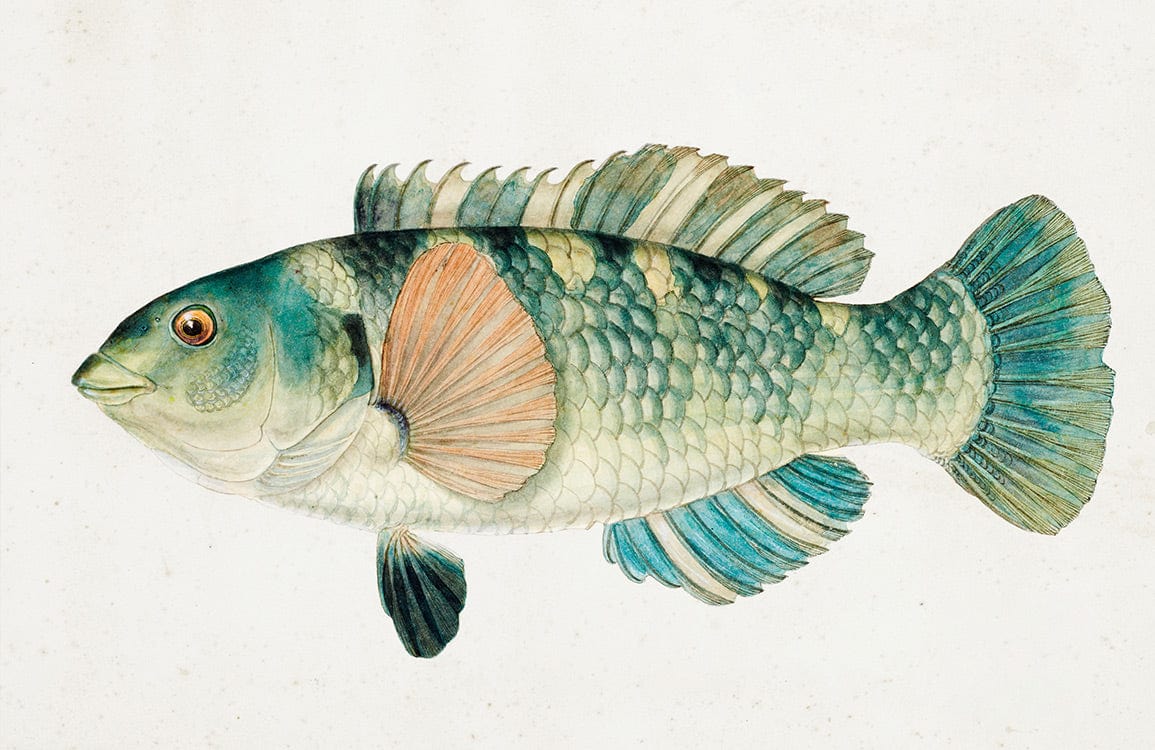 Vintage Botanical Fish Illustration Mural Wallpaper
