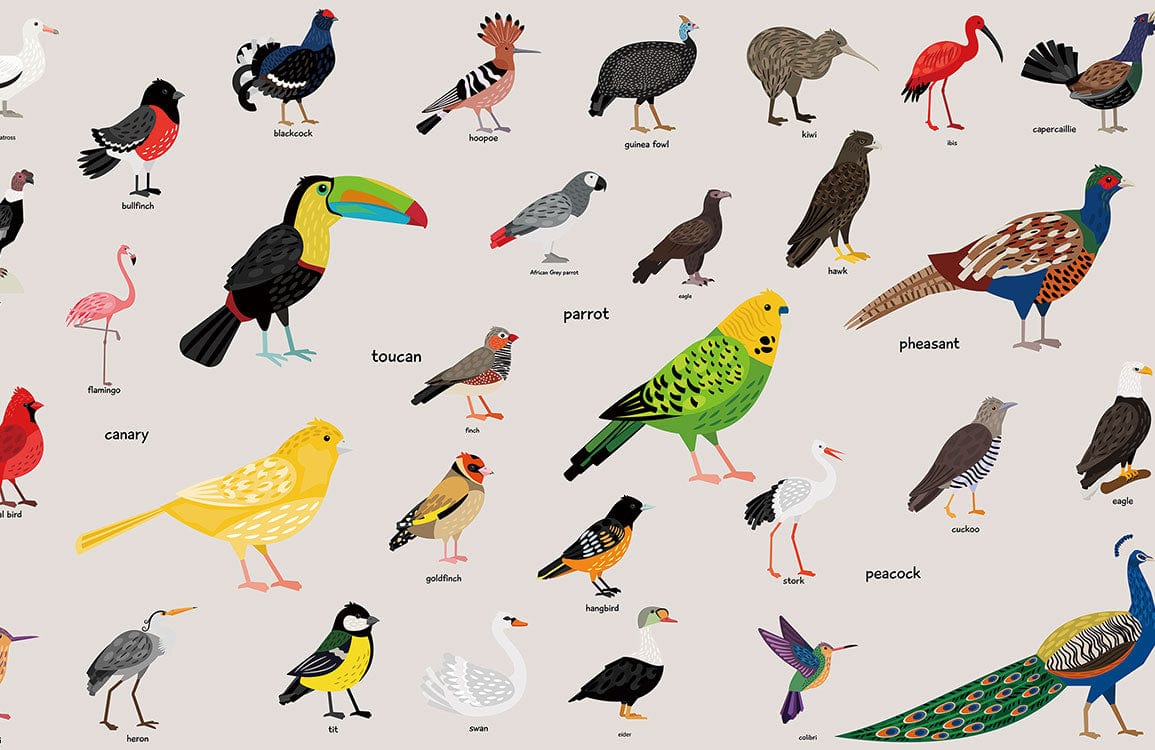 Birds Encyclopedia collection animal Wall Mural for wall
