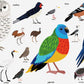 Birds Encyclopedia Animal Wall Mural for wall