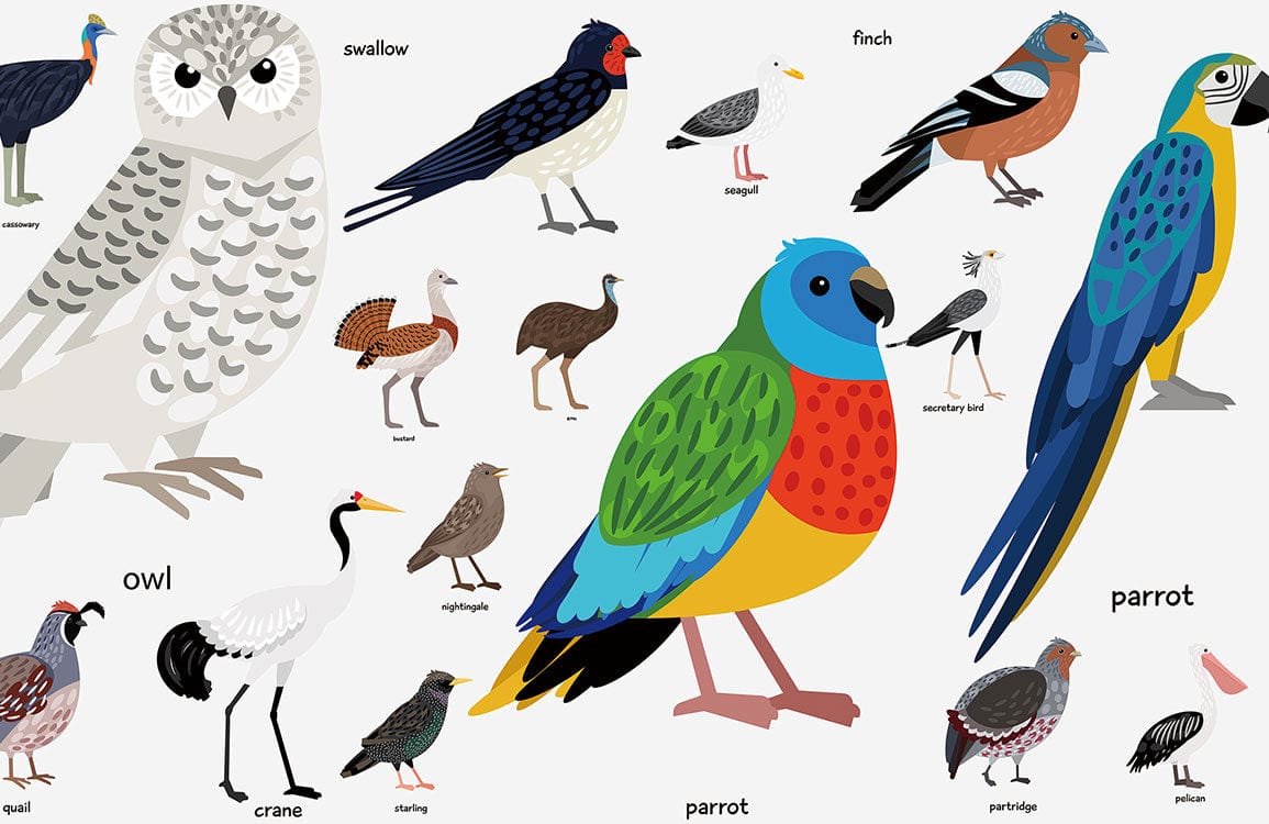 Birds Encyclopedia Animal Wall Mural for wall