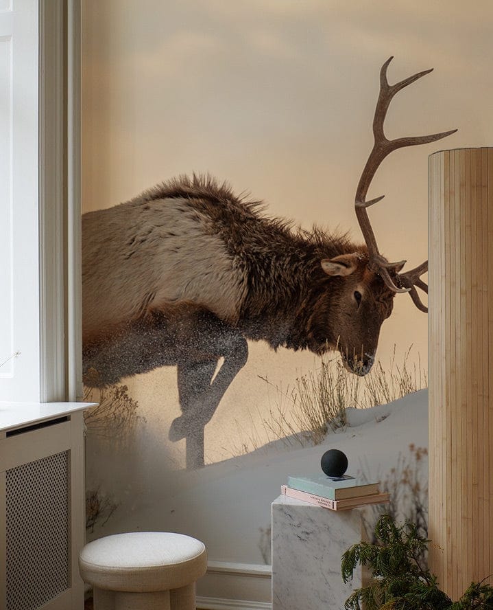 Bull Elk on Snow Animal Wallpaper Design
