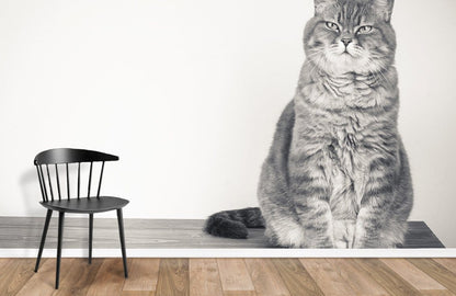 Cute Fat Cat animal wallpaper mural for room