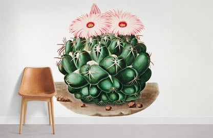 Wallpaper Mural of Elephant's Tooth Cactus in Room