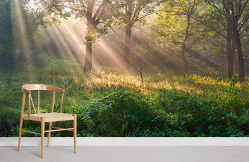 Sunlit Forest Glade Nature Mural Wallpaper