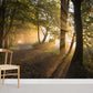 forest sunshine jungle view wallpaper for room