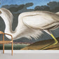 White Heron II Wallpaper Mural
