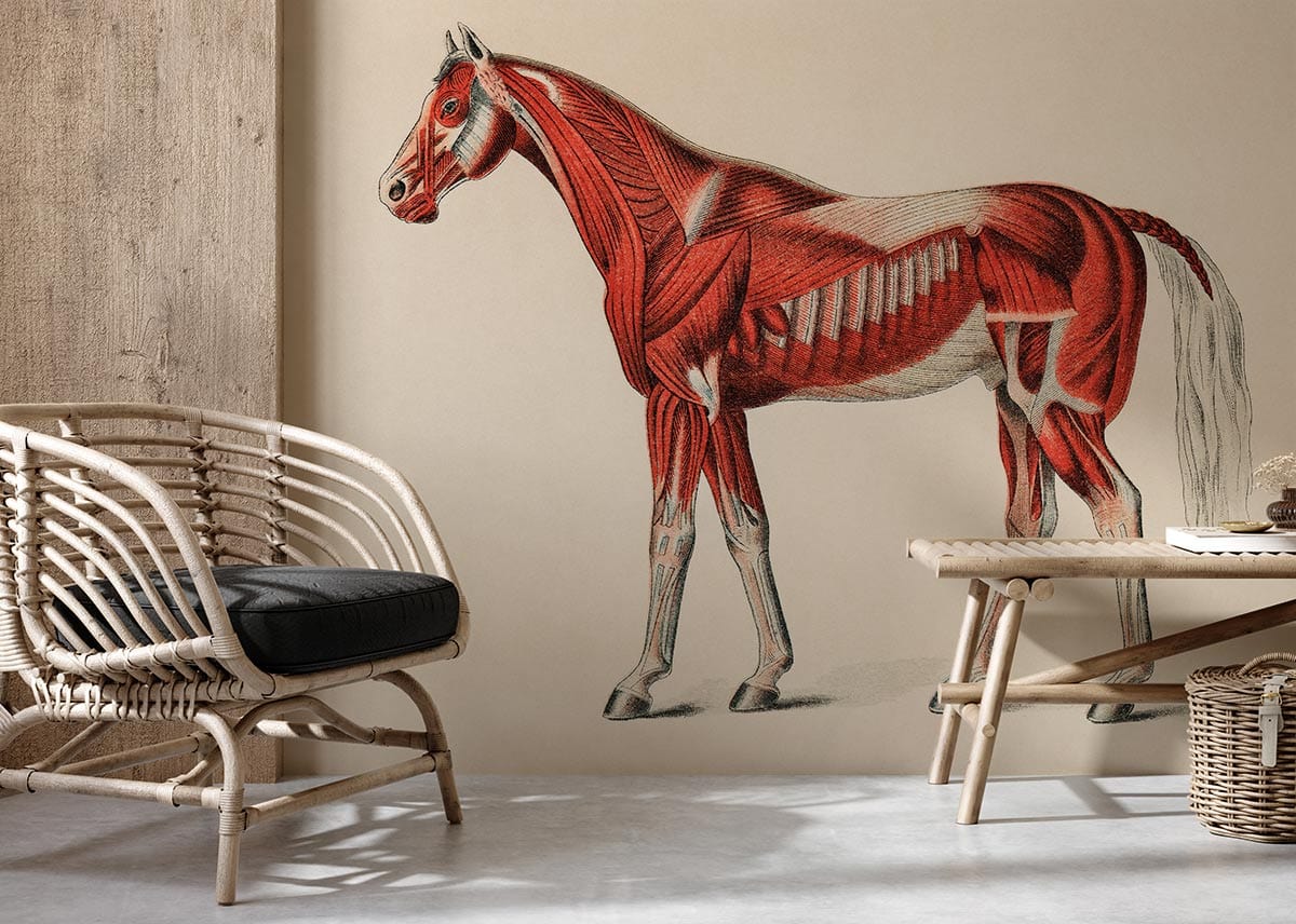 muscled Horse Mural Wallpaper for hallway