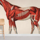 muscled Horse Mural Wallpaper for Room decor