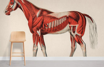 Carta da parati murale con illustrazione anatomica di cavallo vintage